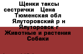 Щенки таксы- сестрички › Цена ­ 2 000 - Тюменская обл., Ялуторовский р-н, Ялуторовск г. Животные и растения » Собаки   